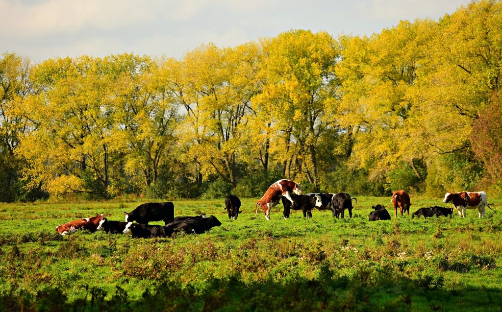 cattle-ranch-texas