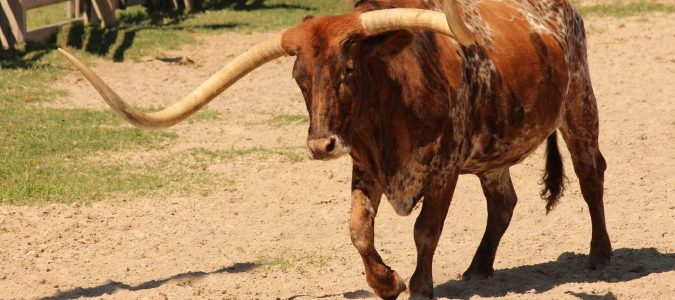 cattle_longhorn_texas