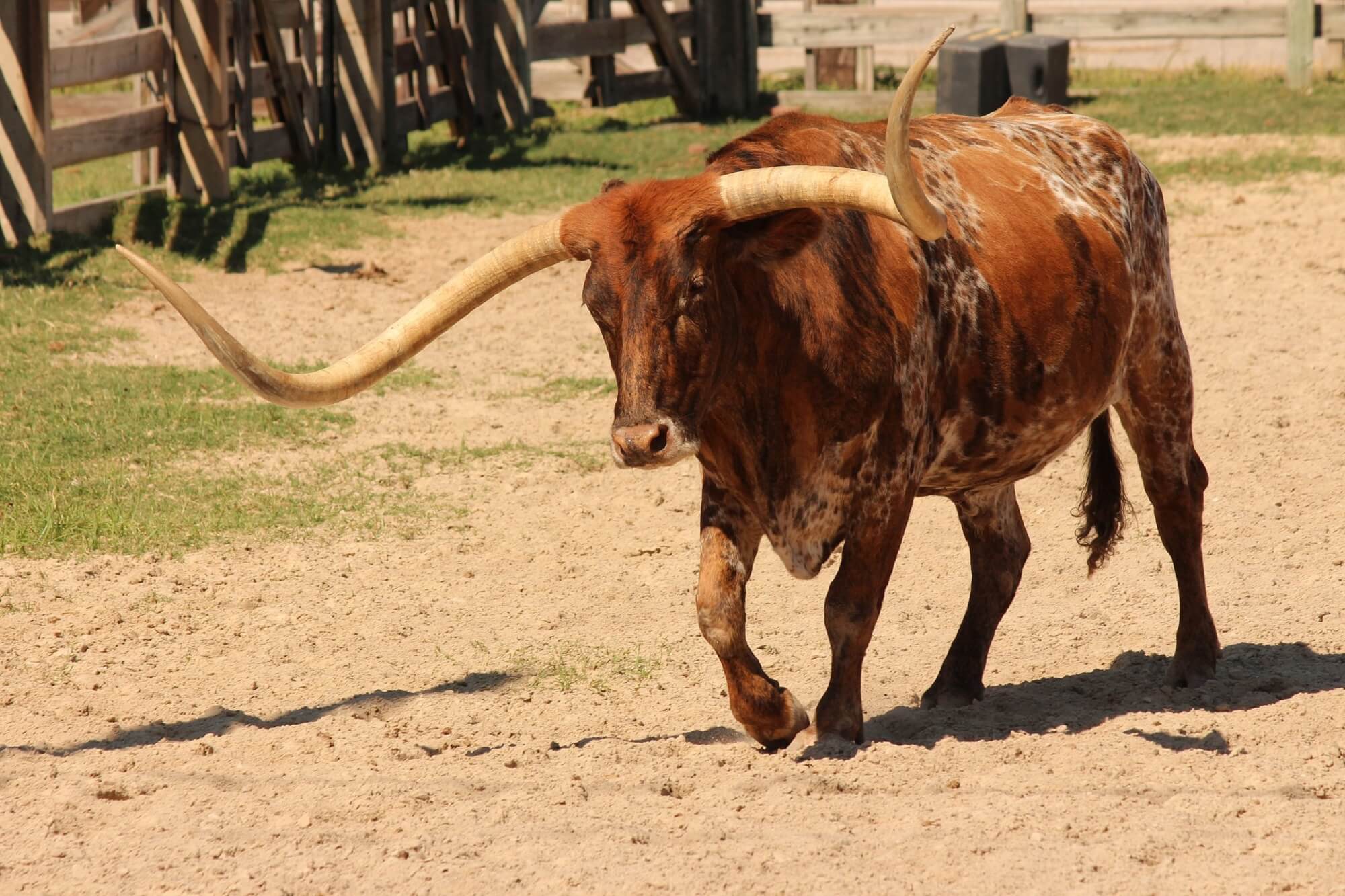 cattle_longhorn_texas