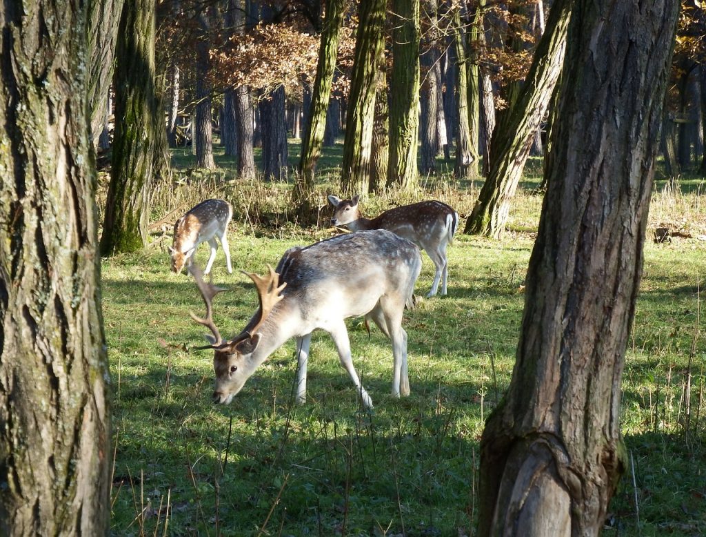 deer-hunting1