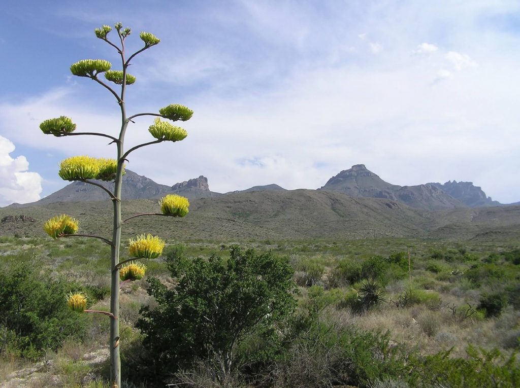 big_bend_texas