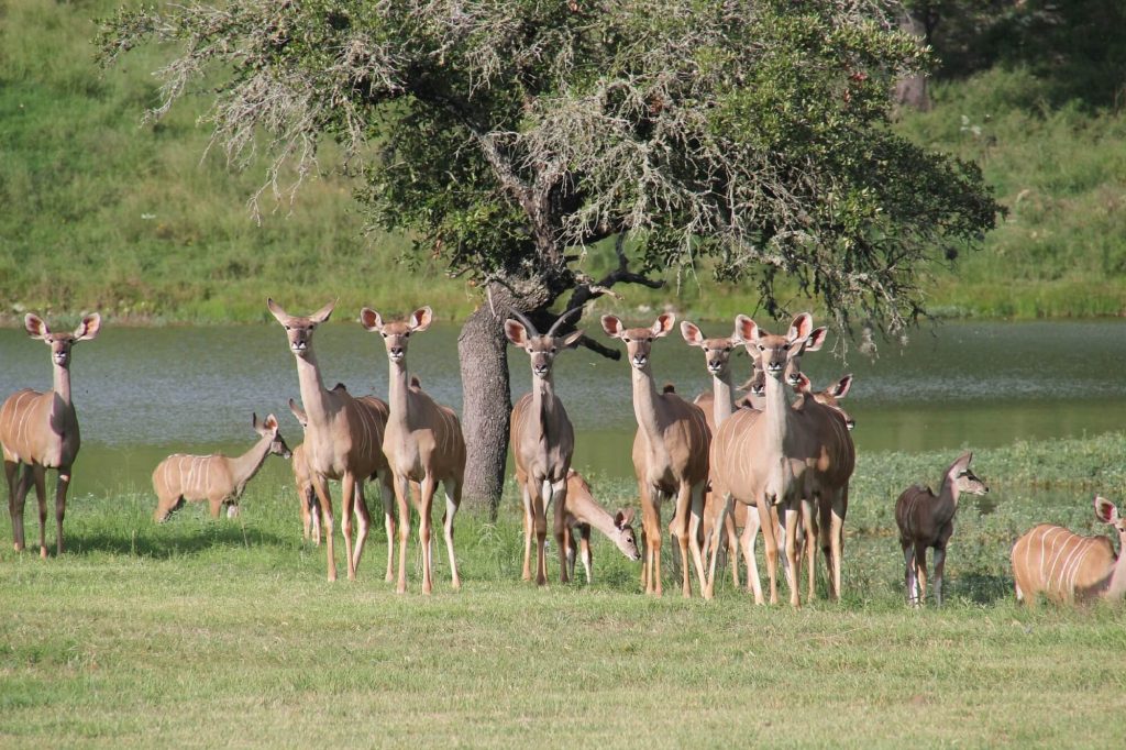 deer_wildlife_texas